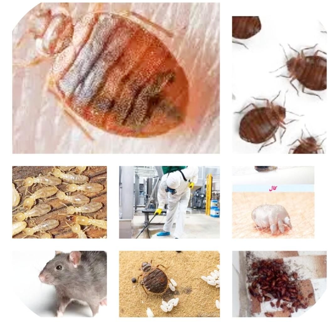 سمپاشی کنه ساس موریانه سوسک موش مورچ زنبورسمپاشی|خدمات نظافت|مشهد, وکیلآباد|دیوار