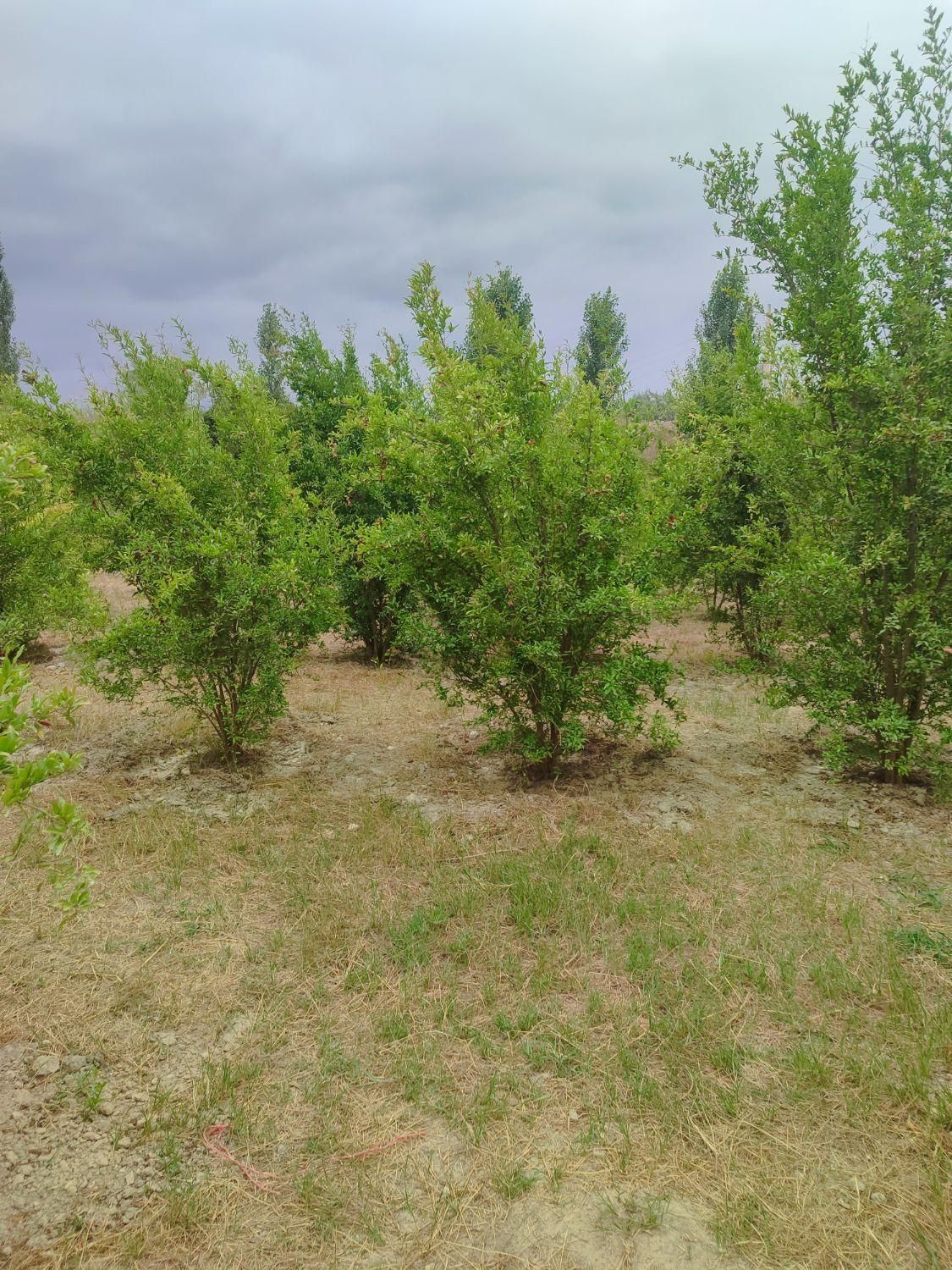 زمین باغ 100مترسنددارامتیازآب فنس کشی آماده|فروش زمین و ملک کلنگی|گرگان, |دیوار
