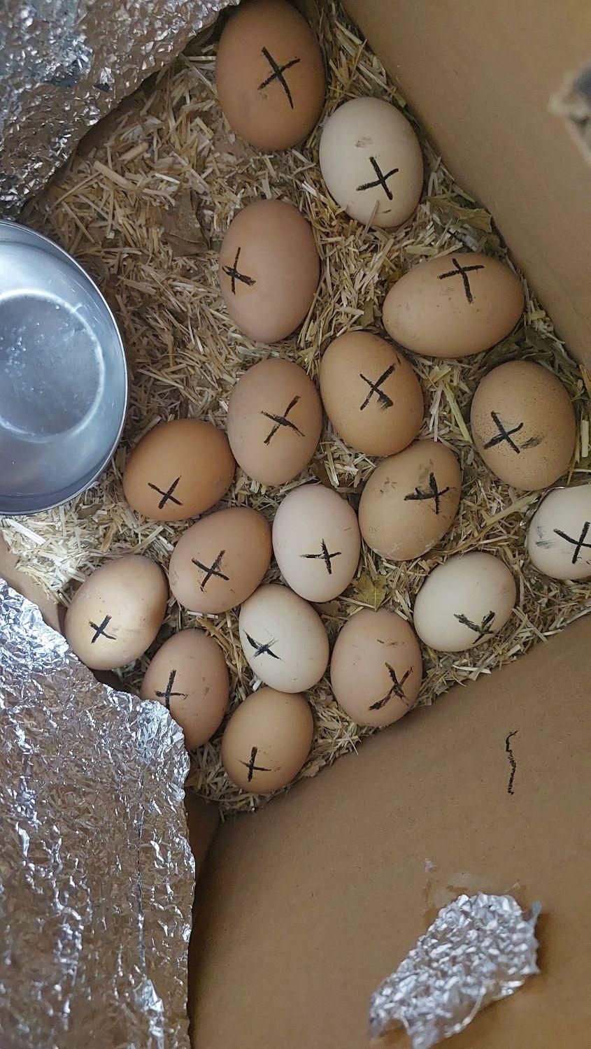 تخم مرغ نطفه دار برهما|پرنده|اندیشه, اندیشه فاز ۵|دیوار