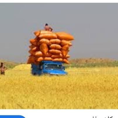 خرید و فروش انواع کاه گندم وکاه جو و..|لوازم جانبی حیوانات|کرمانشاه, |دیوار