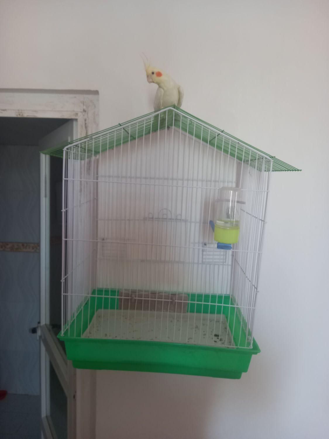 عروس هلندی دستی|پرنده|سامان, |دیوار