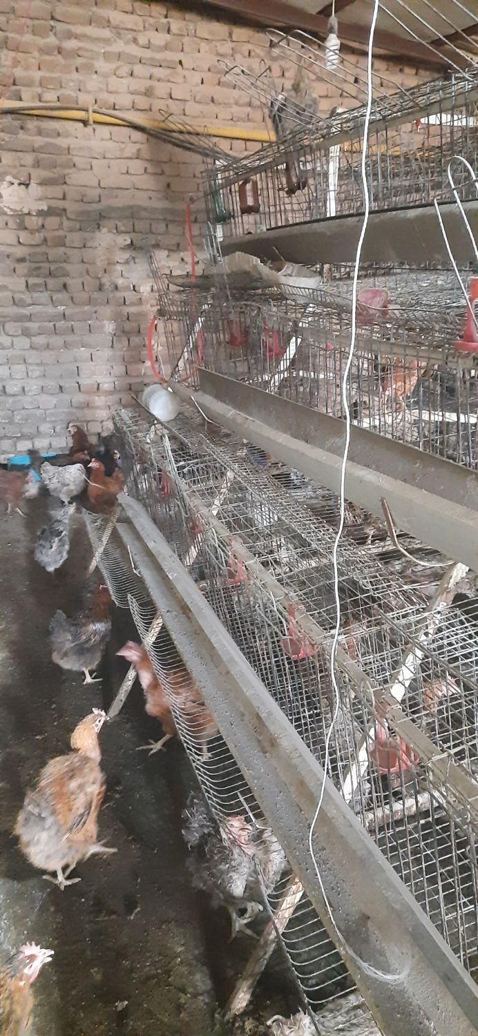 قفس مرغ تخمگذار|لوازم جانبی حیوانات|بروجرد, |دیوار
