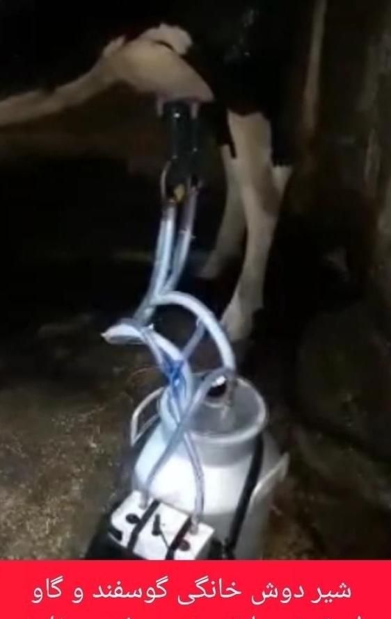 شیر دوش برقی و شارژی خانگی گوساله|لوازم جانبی حیوانات|رستم‌آباد, |دیوار