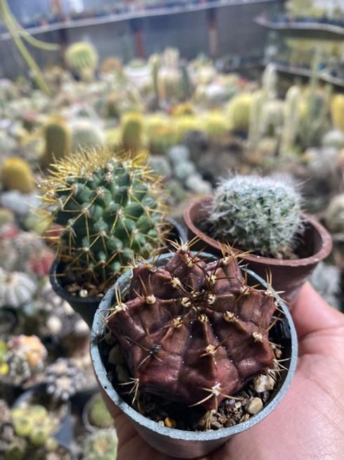 انواع کاکتوسهای خاص و کلکسیونی|گل و گیاه طبیعی|خلخال, |دیوار