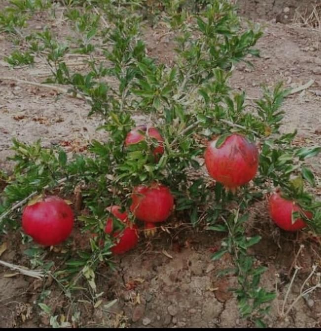 نهال انار|خدمات باغبانی و درختکاری|ساوه, |دیوار