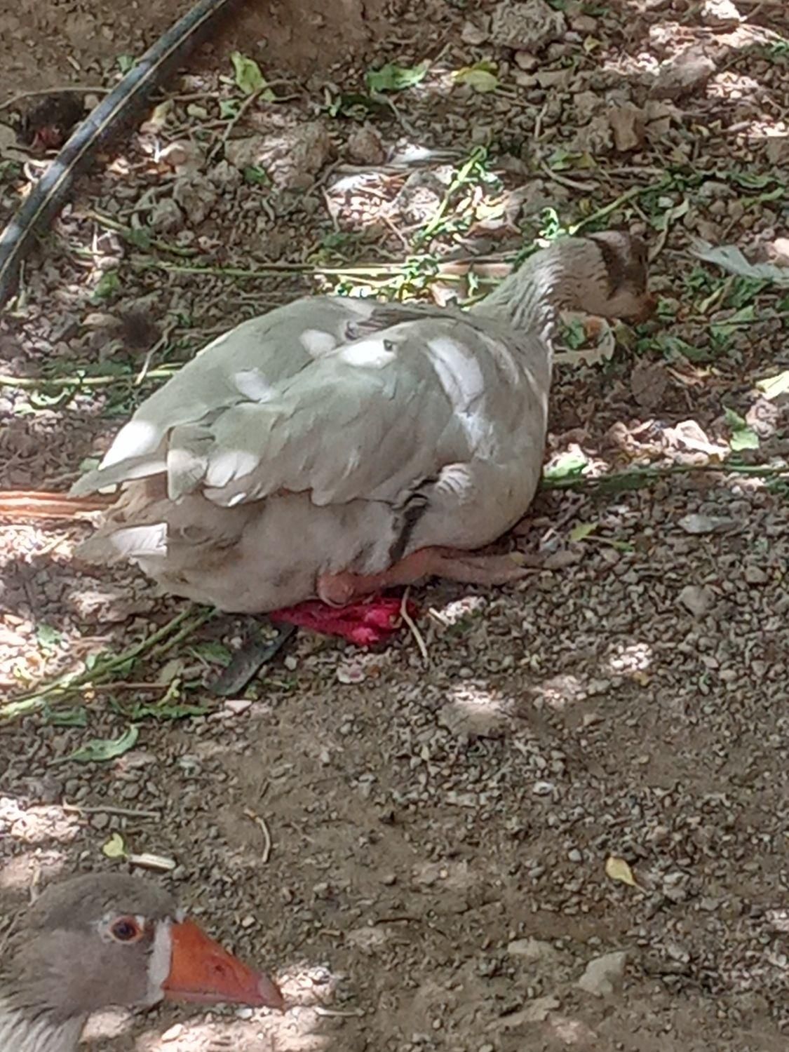 غاز نروماده|پرنده|قزوین, |دیوار