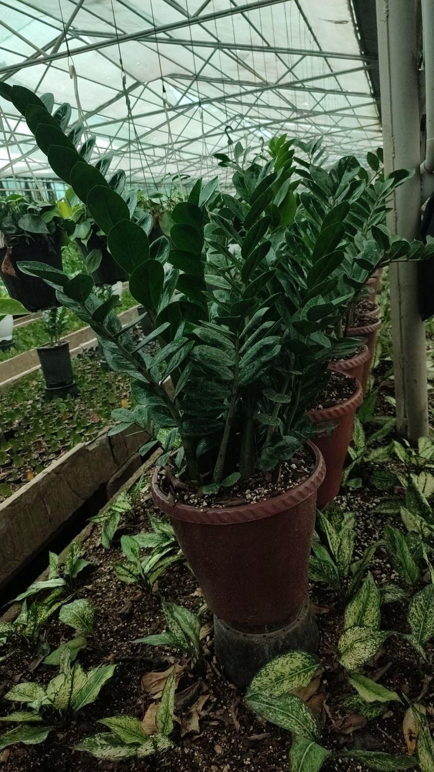 گل آپارتمانی،زاموفلیا، آگلونما و.عمده تحویل رایگان|گل و گیاه طبیعی|تهران, شهرک محلاتی|دیوار