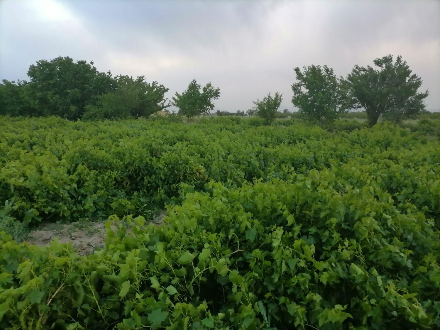 فروش باغ انگور 5جریب|فروش دفتر صنعتی، کشاورزی، تجاری|ملایر, |دیوار