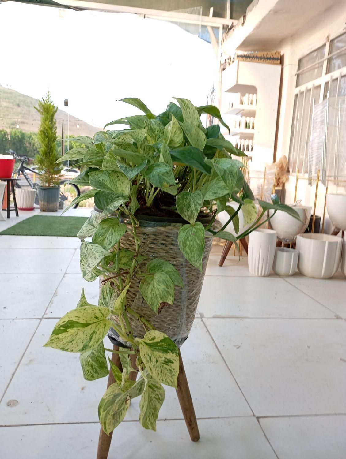 گلخانه ای بهشت گل پتوس مرمر و ارتشی|گل و گیاه طبیعی|سنندج, |دیوار