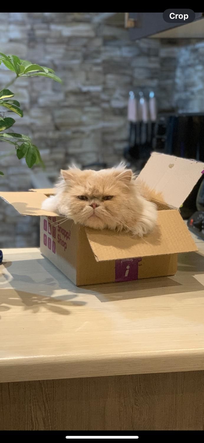 گربه نر بالغ اماده جفتگیری(پرشین)|گربه|قزوین, |دیوار