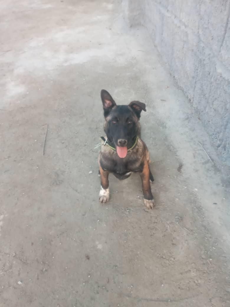 سگ مانینیوز|سگ|سنندج, |دیوار