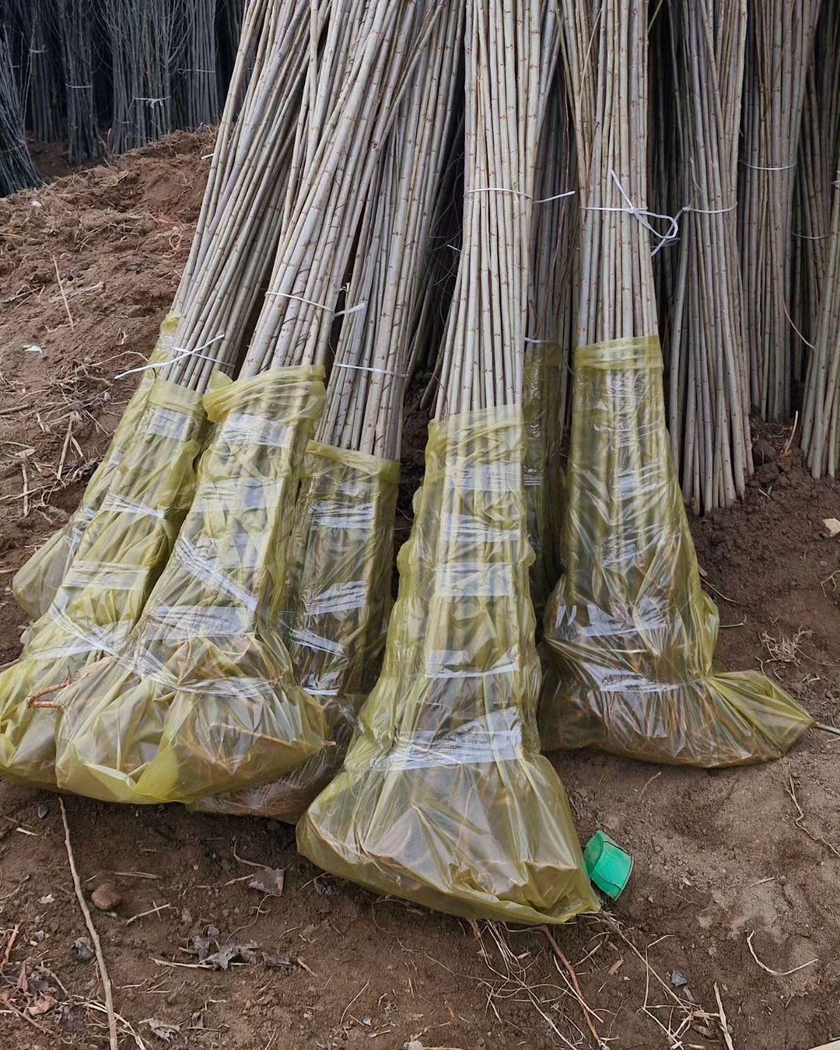 نهال صنوبرنیگرااصل|خدمات باغبانی و درختکاری|ماکو, |دیوار