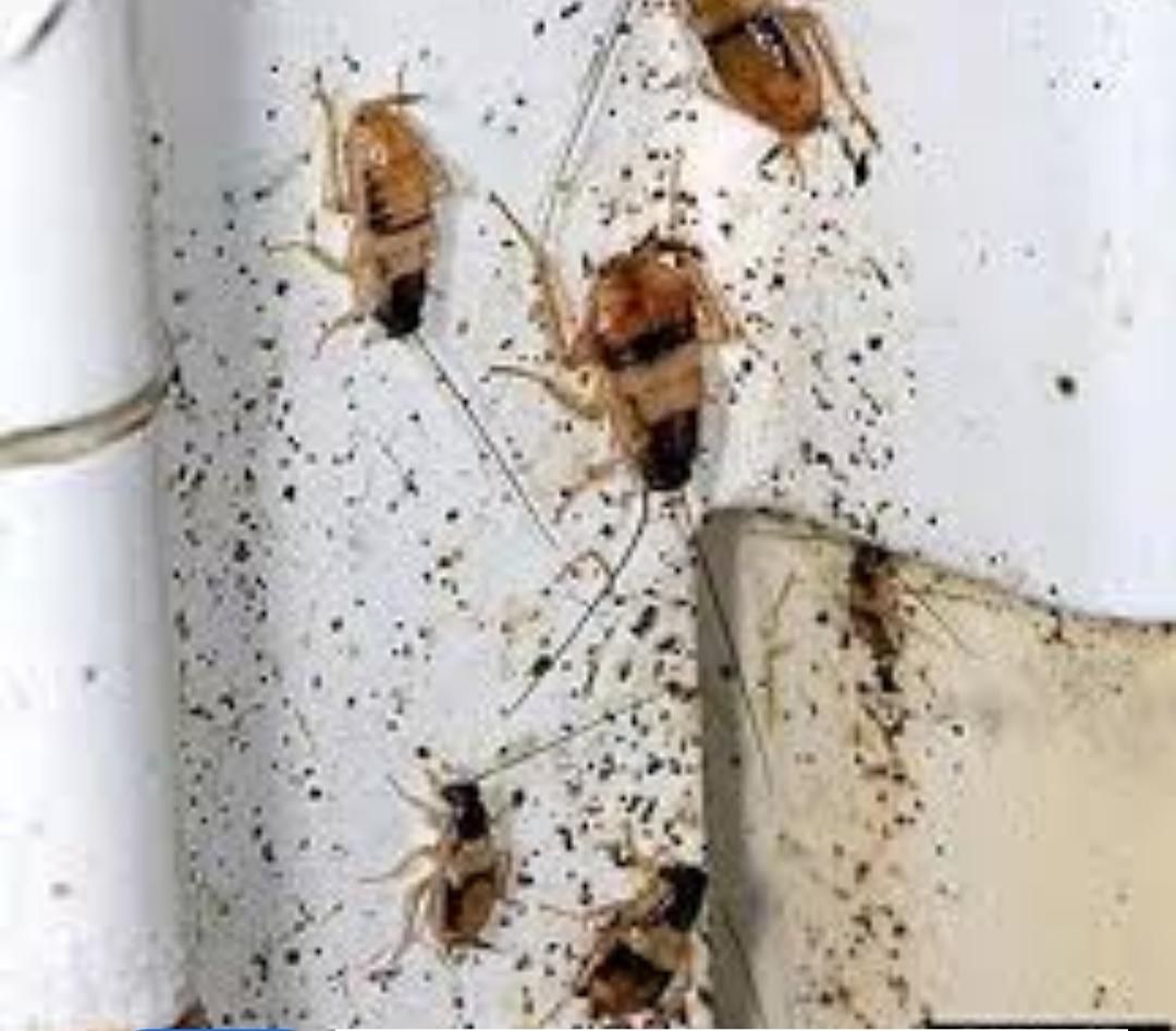 کارهای باغ وسمپاشی|خدمات باغبانی و درختکاری|نیشابور, بنیاد شهید|دیوار