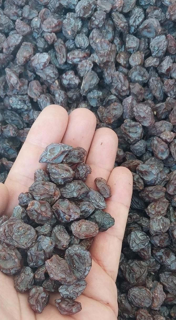 پخش مویز و کشمش اصلی دشمن زیاری|خوردنی و آشامیدنی|بوشهر, |دیوار