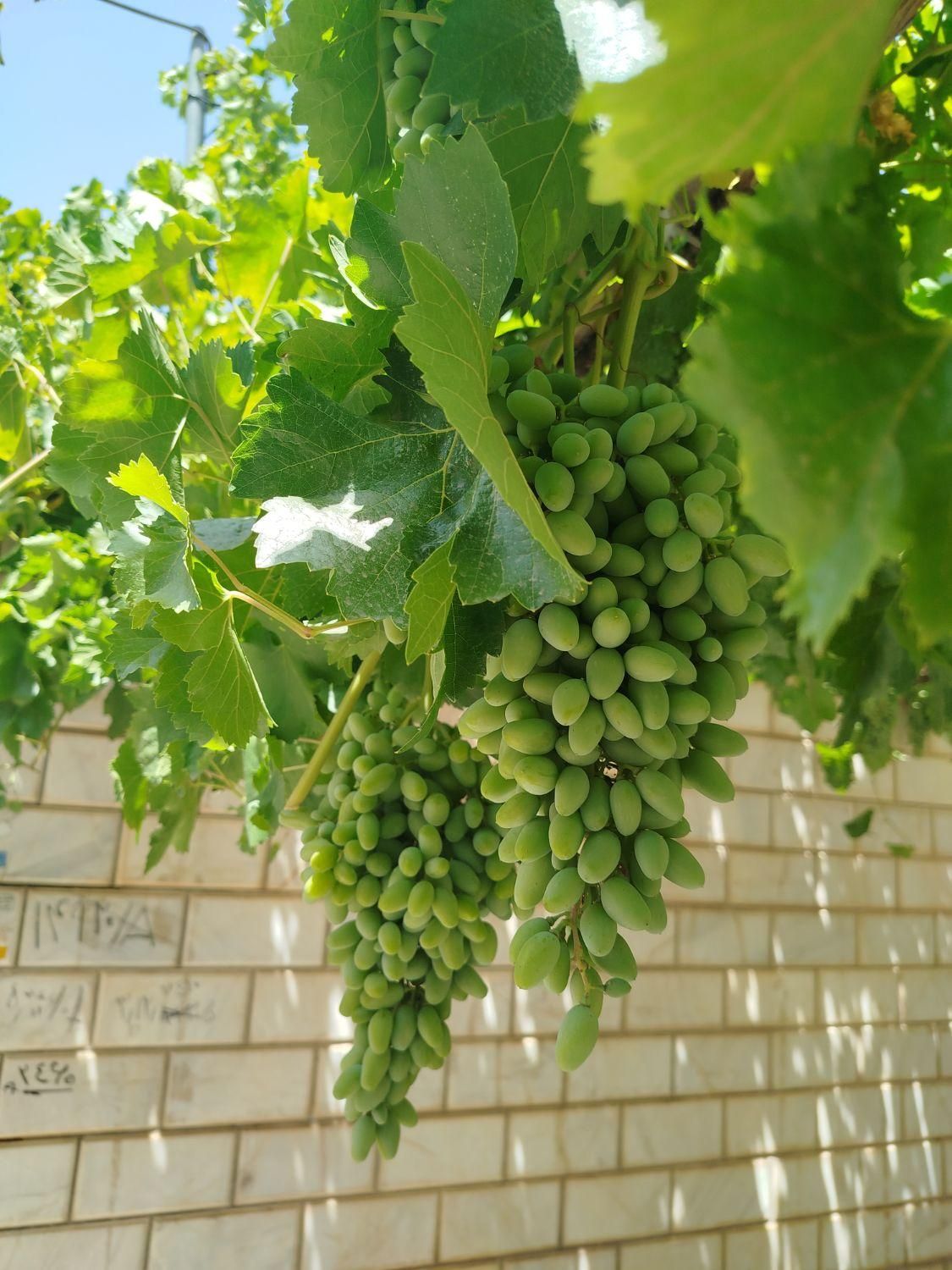 غوره فخری درجه یک|خوردنی و آشامیدنی|شاهرود, |دیوار