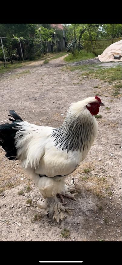 تخم مرغ برهما(امپراطور)|حیوانات مزرعه|رشت, دیانتی|دیوار