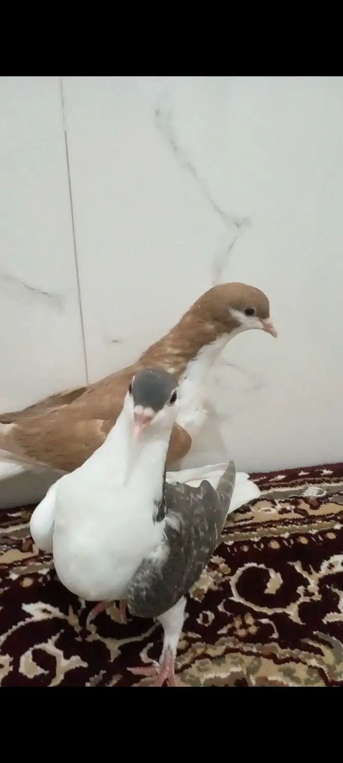 سلام جفت جوجه ساده‌درجه‌فروشی‌وکسن‌خورده|پرنده|خواف, |دیوار
