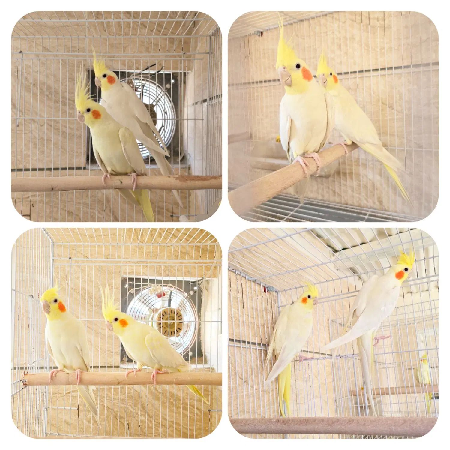 7 جفت عروس هلندی بالغ کارداده نر و ماده|پرنده|مشهد, شهرک امام هادی (شهرک غرب)|دیوار