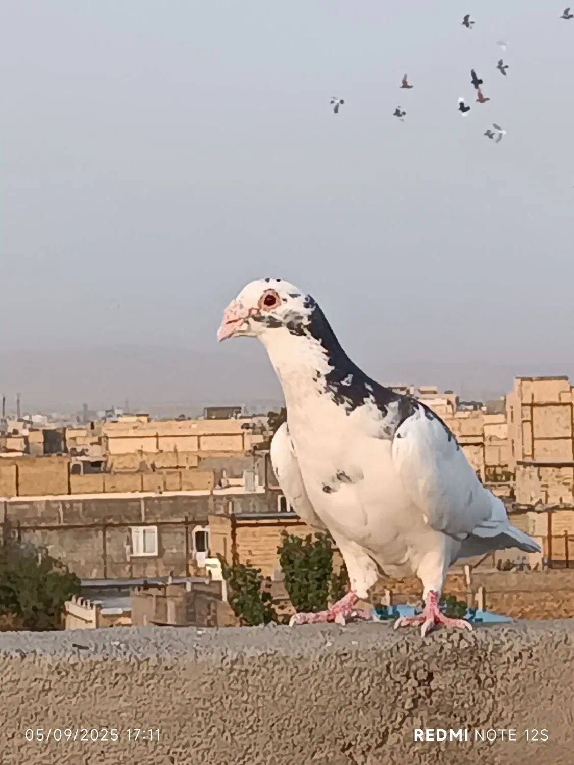 کبوتر|پرنده|مشهد, رده|دیوار