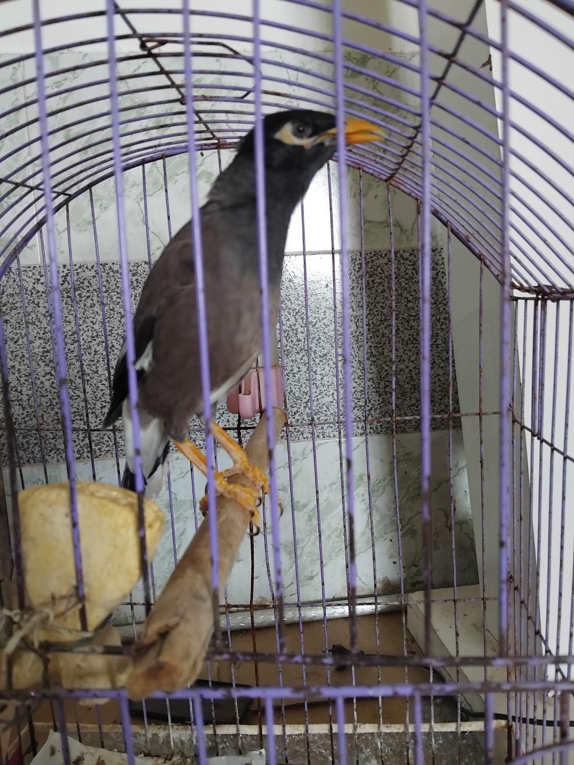 مینا باهوش اهلی و ازاددر خونه|پرنده|بجنورد, |دیوار