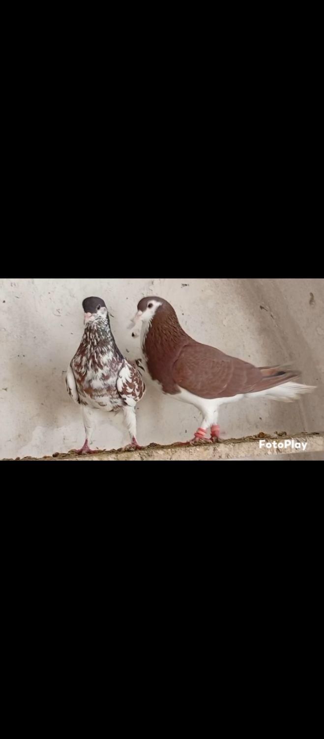 تعدادی کبوتر|پرنده|آباده, |دیوار