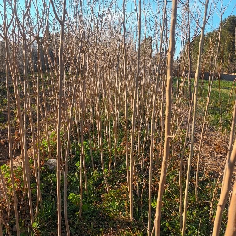 نهالستان دشت سبز|خدمات باغبانی و درختکاری|مشهد, امیریه|دیوار