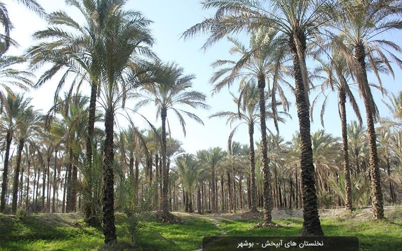 نخلستان در منطقه گردشگری طبل و سهیلی|فروش زمین و ملک کلنگی|قشم, |دیوار