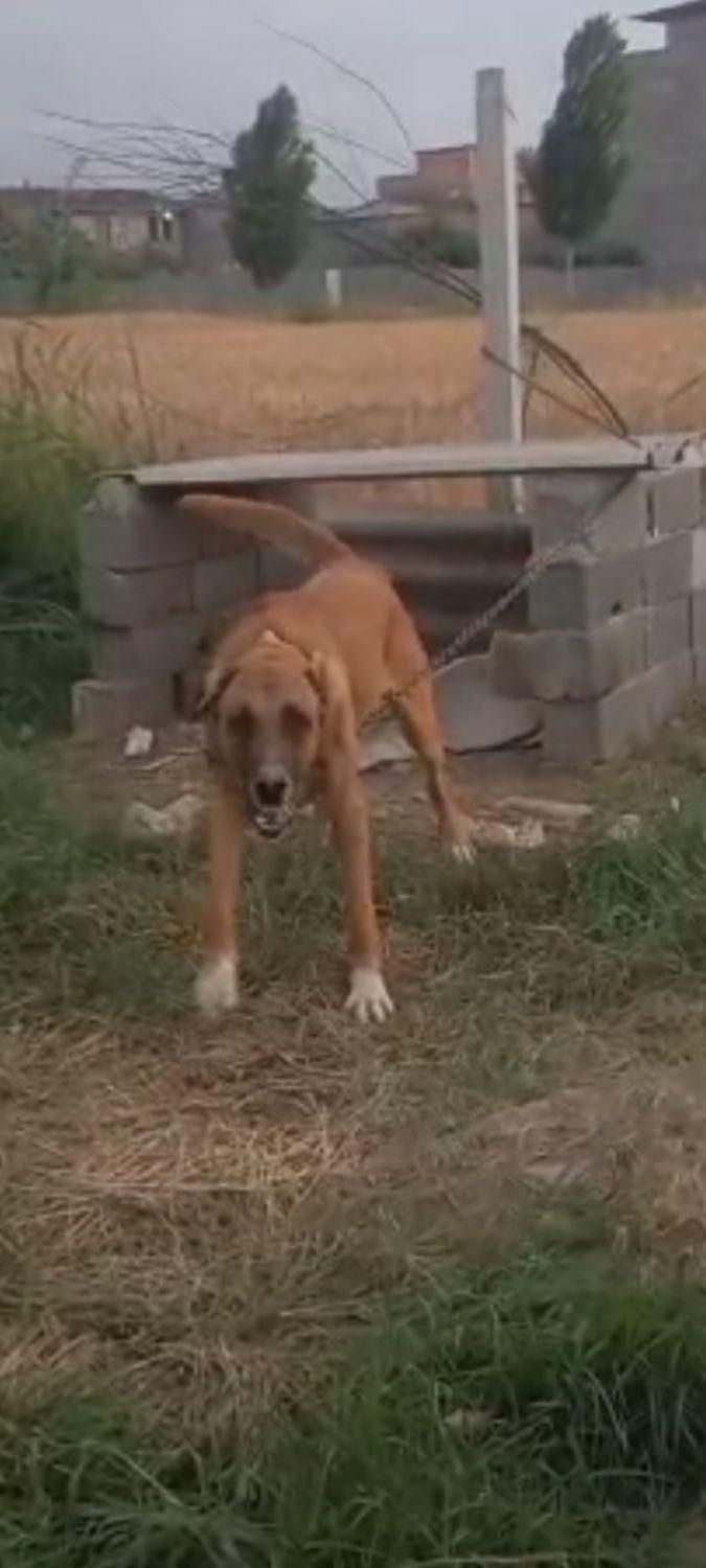 سگ گمشده|حیوانات|گرگان, |دیوار