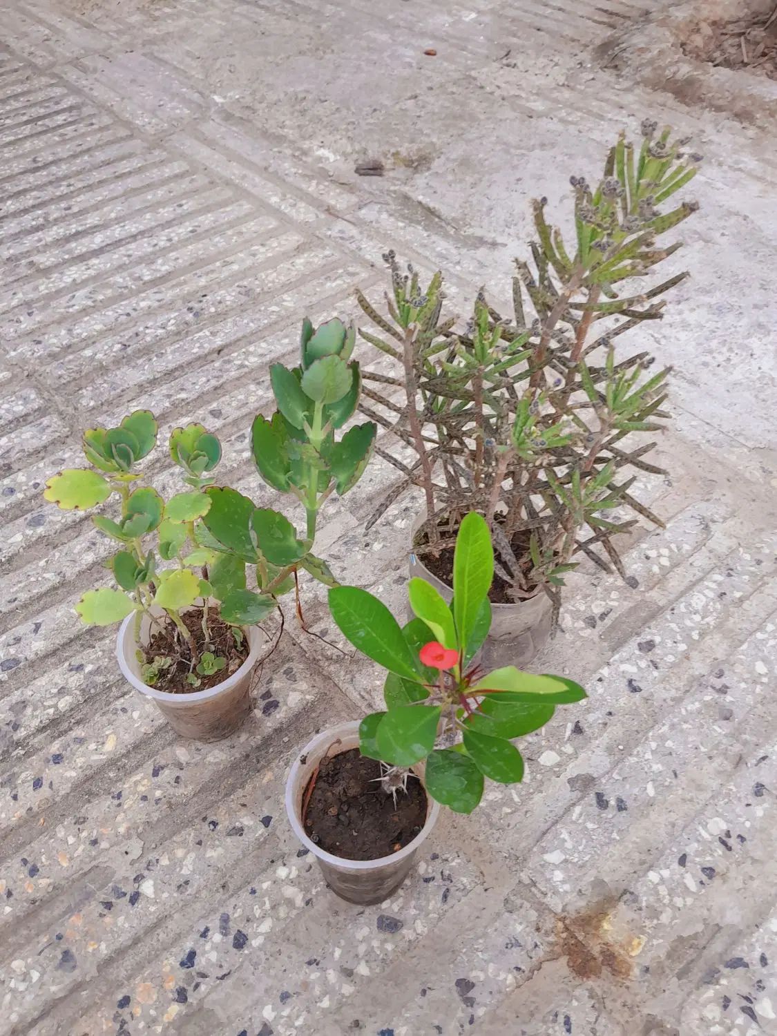 سانسوریا . شمعدانی. مرجان . برندیسی  وگلهای دیگر|حراج|گرگان, |دیوار
