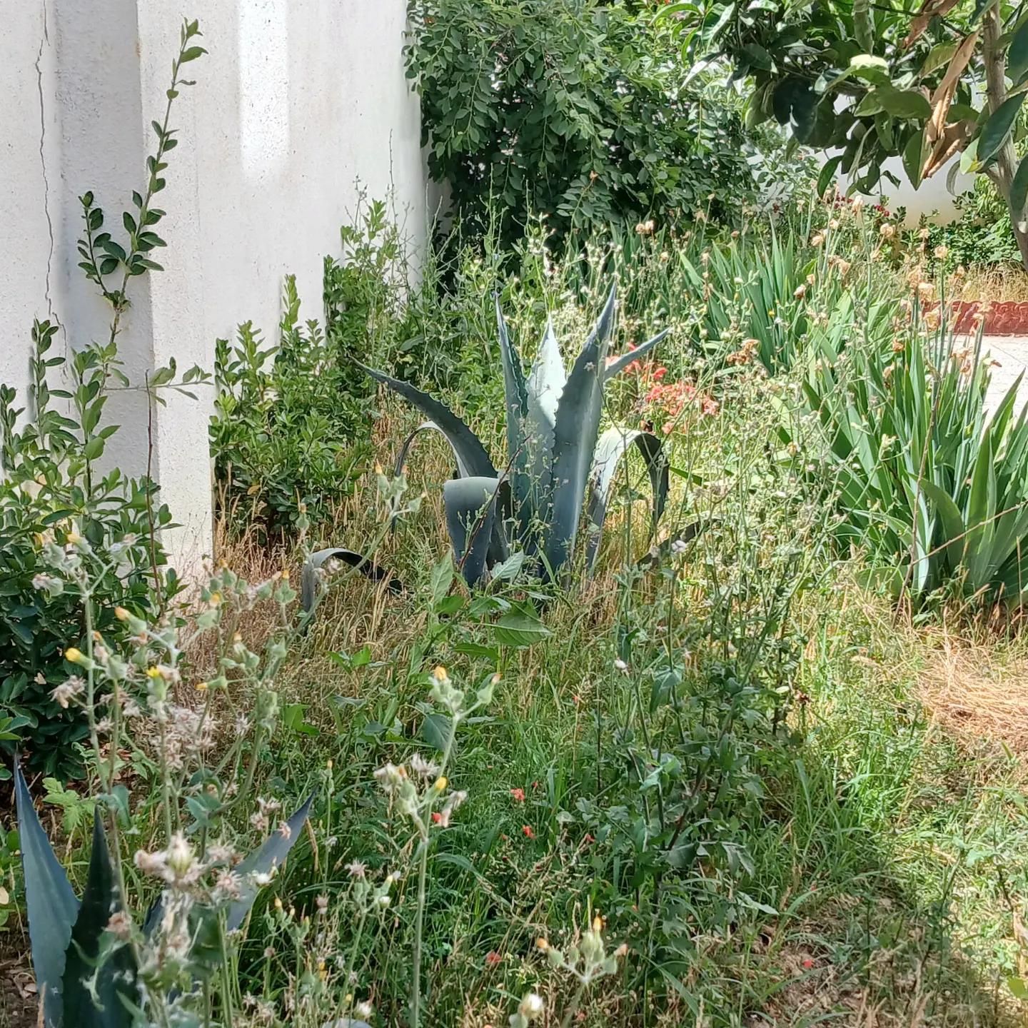 مجموعه خدماتی فضای سبز سبز آوران ارغوان|خدمات باغبانی و درختکاری|بابلسر, |دیوار