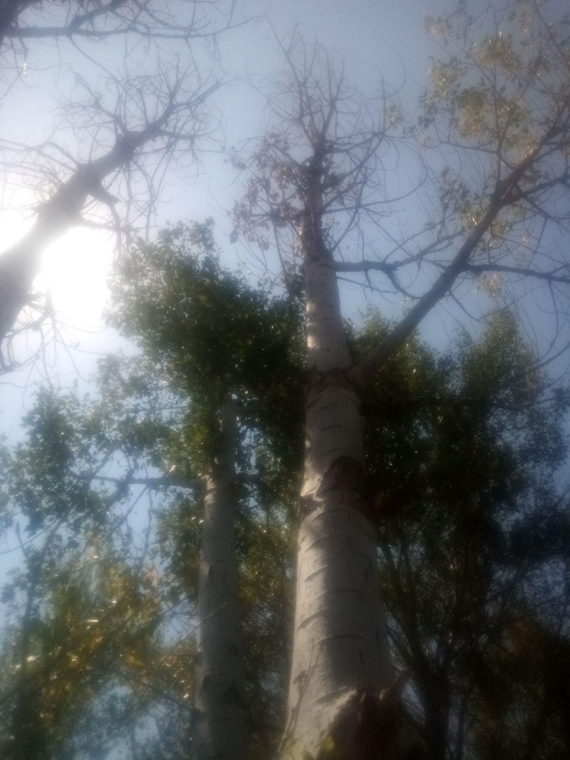 خرید و فروش انواع چوب ودرخت به|خدمات باغبانی و درختکاری|اردبیل, |دیوار