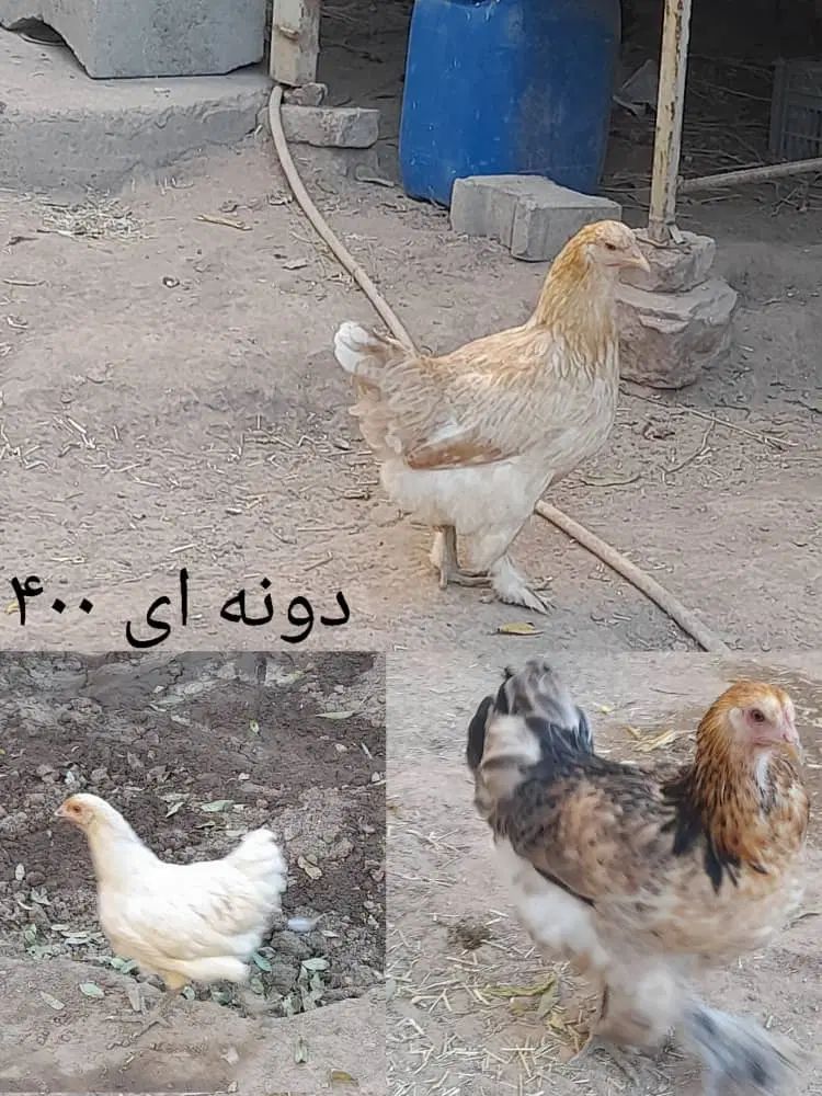 مرغ و خروس|حیوانات مزرعه|تبریز, |دیوار