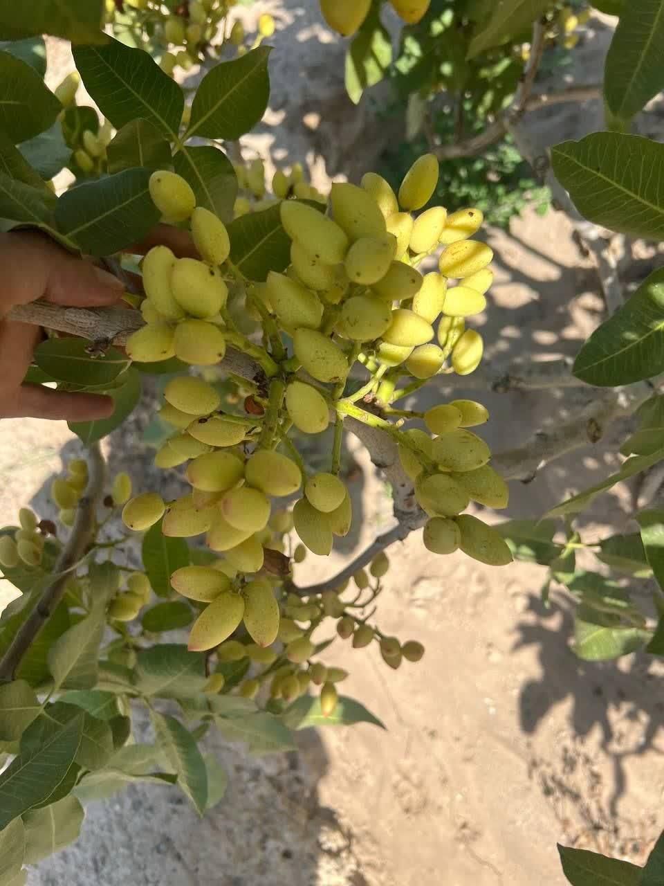 فروش نهال پسته احمد آقایی دوساله و گلدانی|خدمات باغبانی و درختکاری|سیرجان, |دیوار
