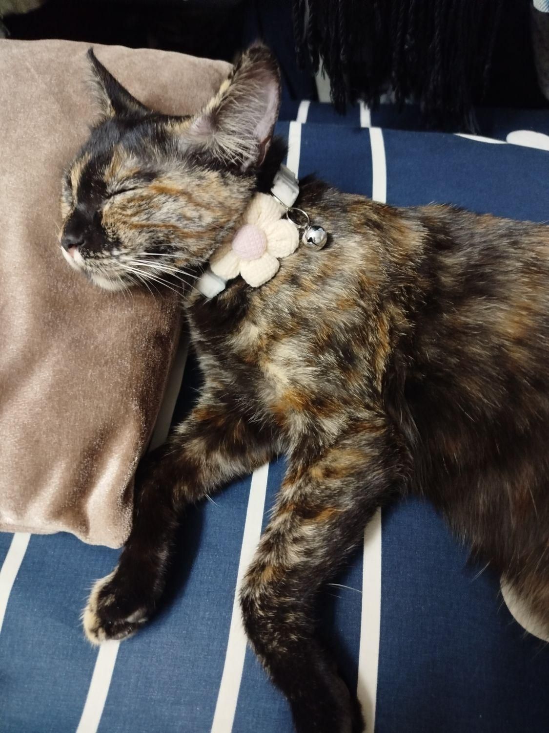 گربه|حیوانات|لواسان, |دیوار