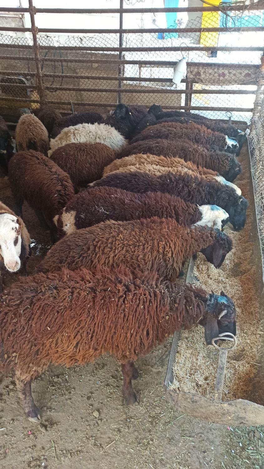 شرق وغرب زنده میخوای بامن گوسفند ببر|حیوانات مزرعه|تهران, جنت‌آباد جنوبی|دیوار