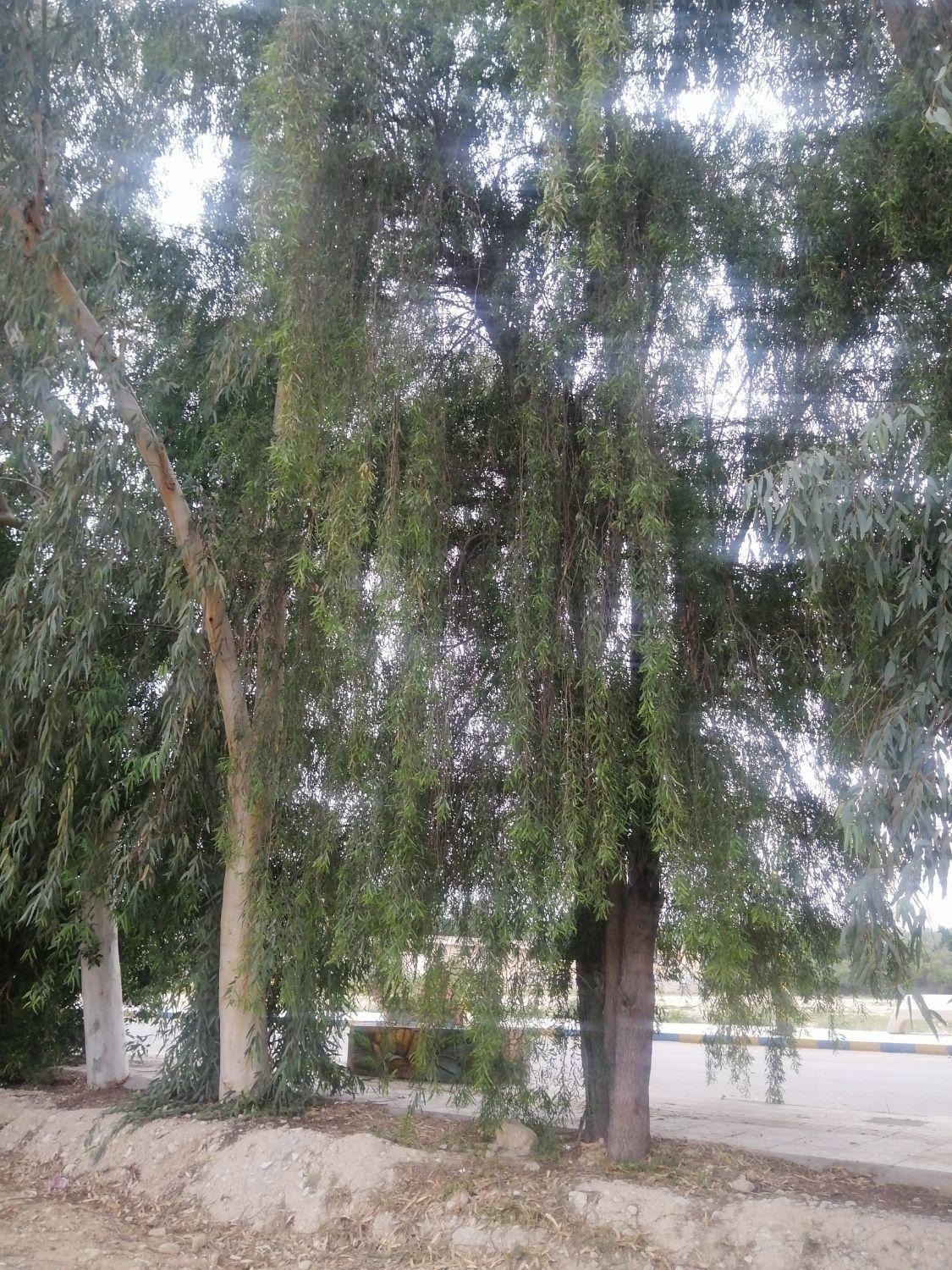 خریدار انواع درخت و قطع نخل|خدمات باغبانی و درختکاری|بوشهر, |دیوار