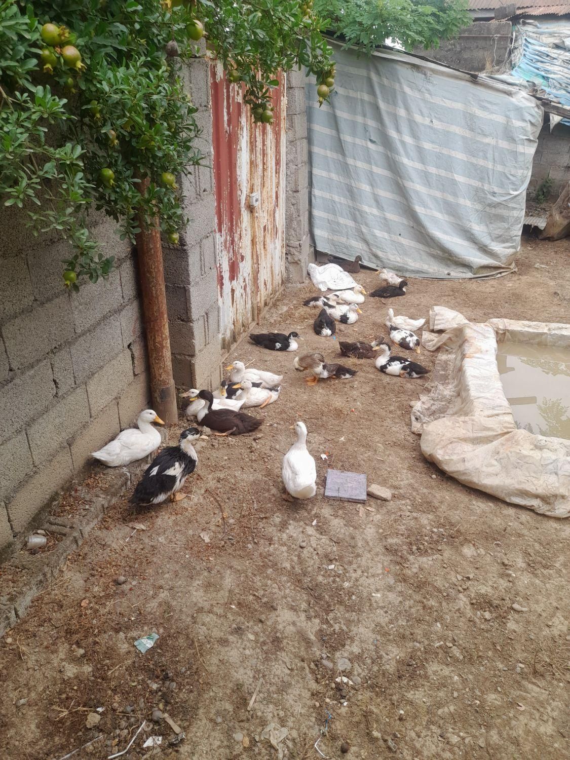 بچه  اردک|حیوانات مزرعه|رشت, پسیخان|دیوار