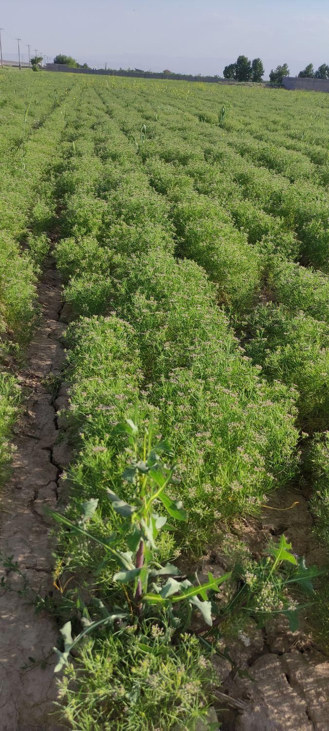 خرید و فروش زیره سبز کرابیه|خوردنی و آشامیدنی|مشهد, نوید|دیوار