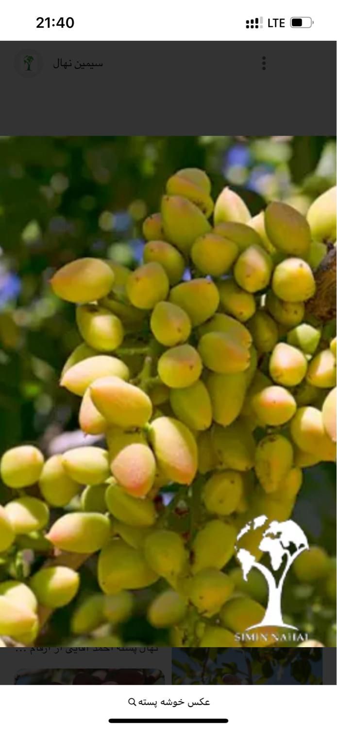خریدخوشه کال ورسیده|خدمات باغبانی و درختکاری|مشهد, تبادکان|دیوار