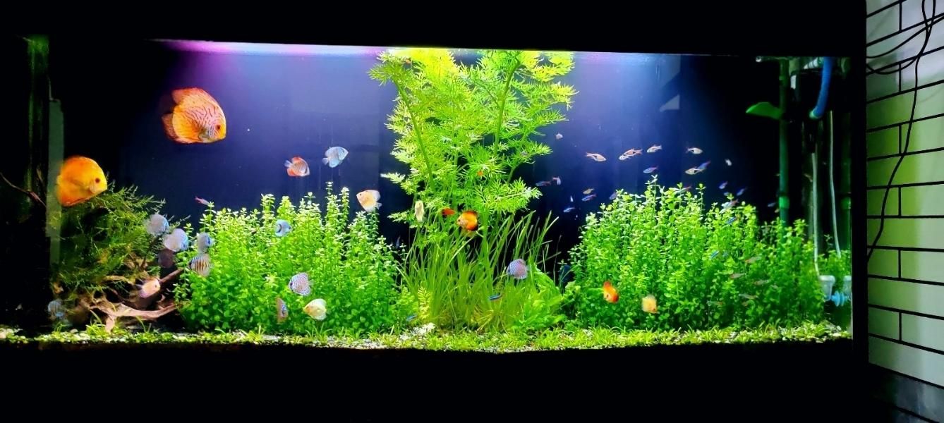 اکواریوم پلنت|ماهی|کازرون, |دیوار