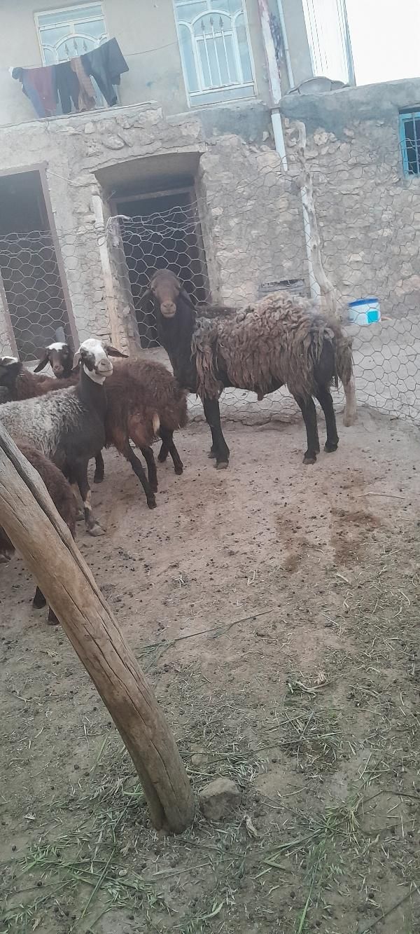 ی عدد قوچ مهربانی درجه یک|حیوانات مزرعه|نورآباد, |دیوار