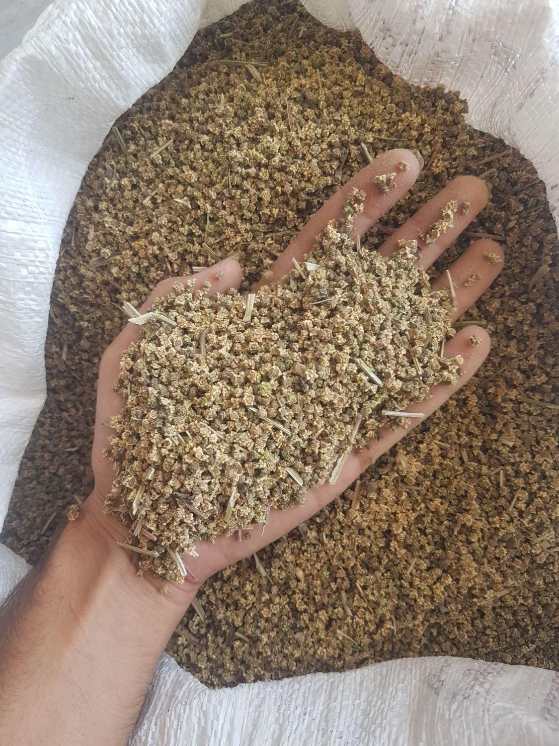 بذر لبو بیجو|خدمات باغبانی و درختکاری|ابریشم, |دیوار