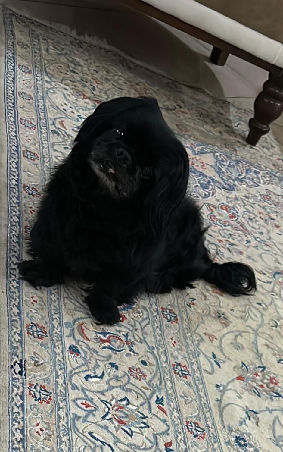 گمشده بیماری قلبی داره مژدگانی عالی|حیوانات|تهران, مسعودیه|دیوار