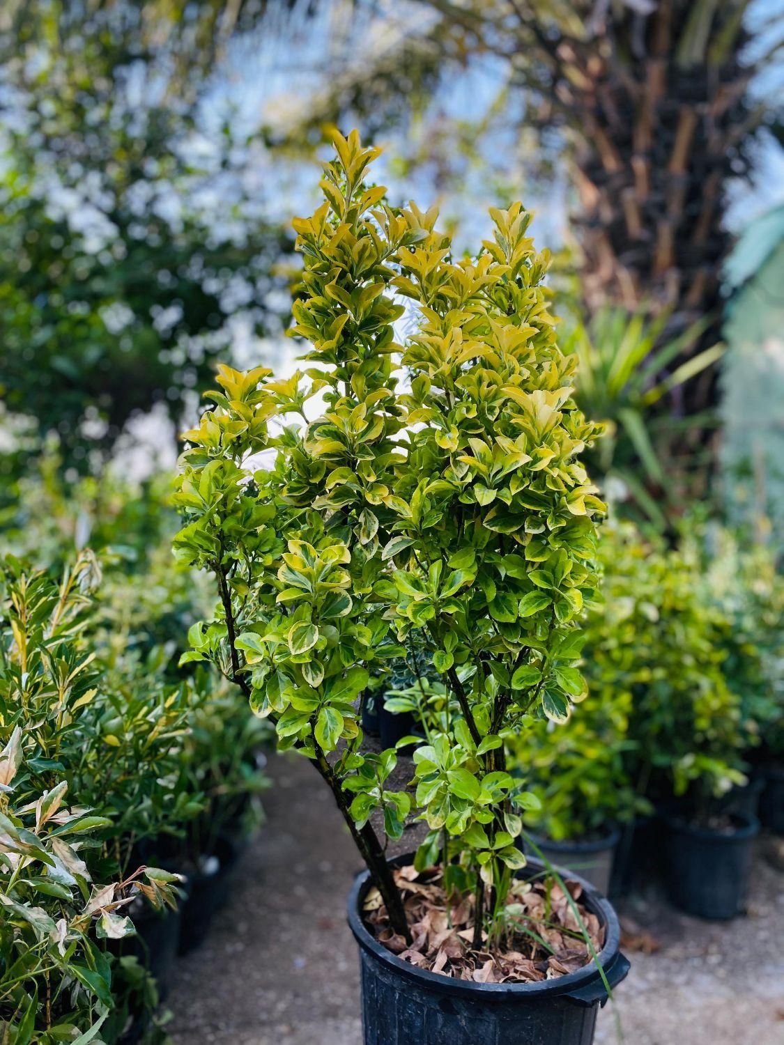 شمشاد|گل و گیاه طبیعی|شیراز, شهرک امیر کبیر|دیوار