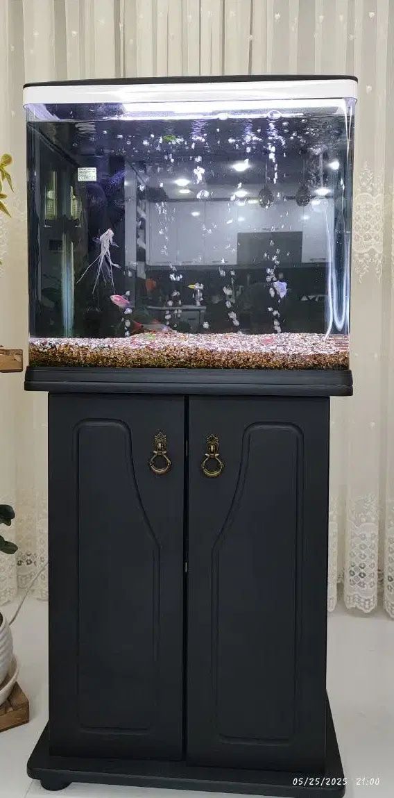 آکواریوم دلسا k-500|ماهی|اصفهان, شیخ اشراق|دیوار