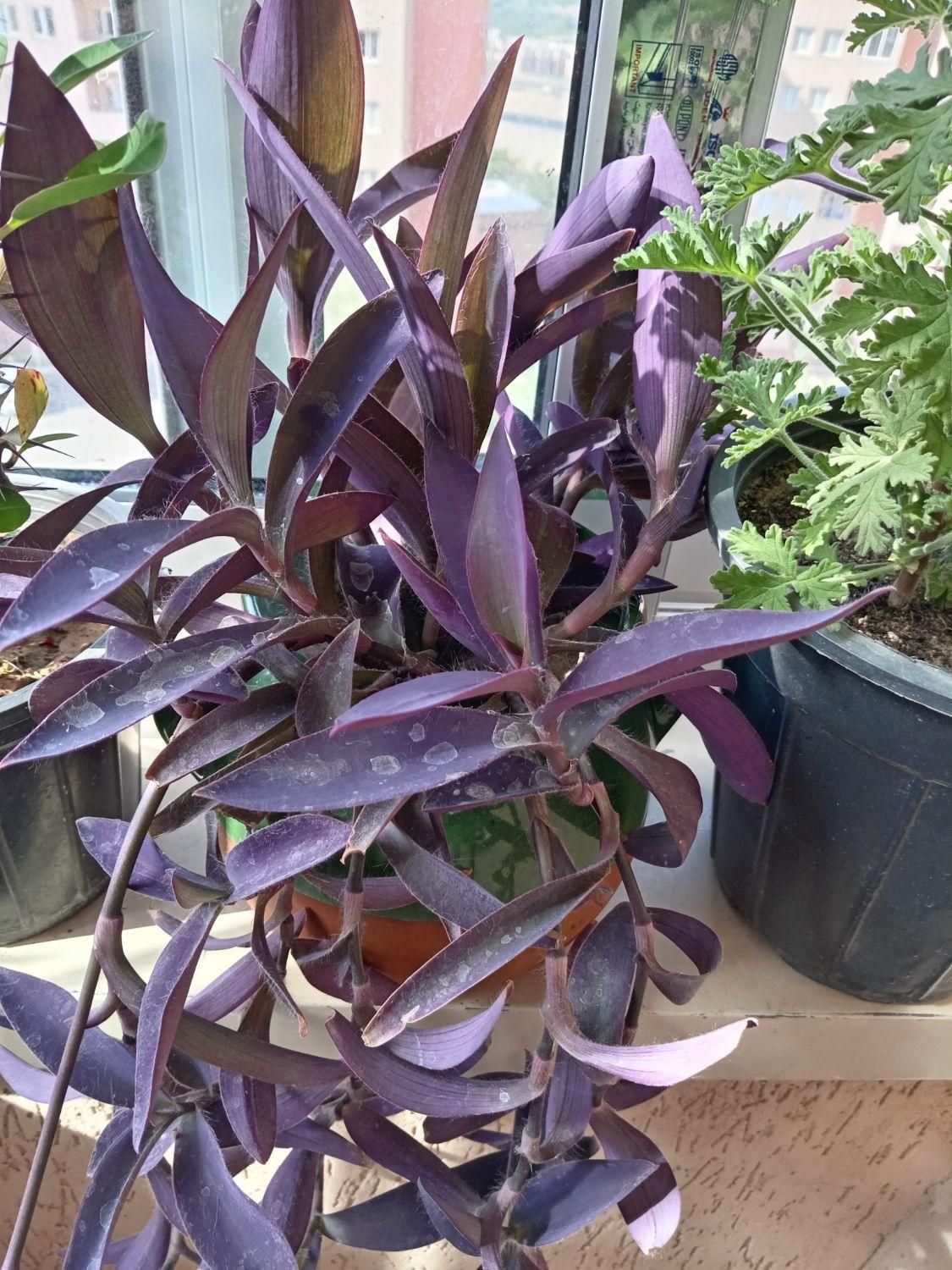 گل زیبا و شاداب با گلدان سفالی|گل و گیاه طبیعی|سهند, |دیوار