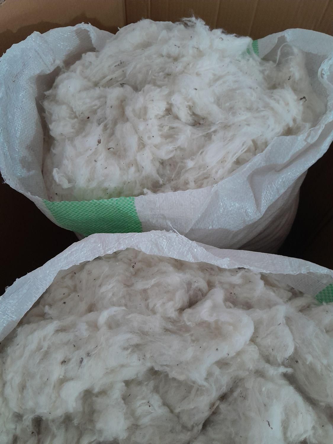 پنبه|آرایشی، بهداشتی، درمانی|گنبد کاووس, |دیوار