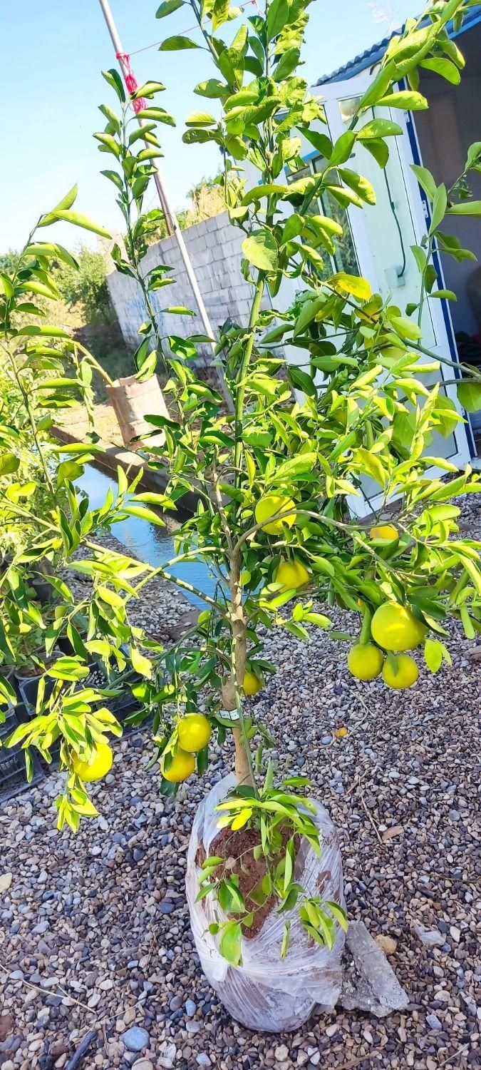 انواع نهال مرکبات شناسنامه دار و پاپایا|خدمات باغبانی و درختکاری|دزفول, |دیوار