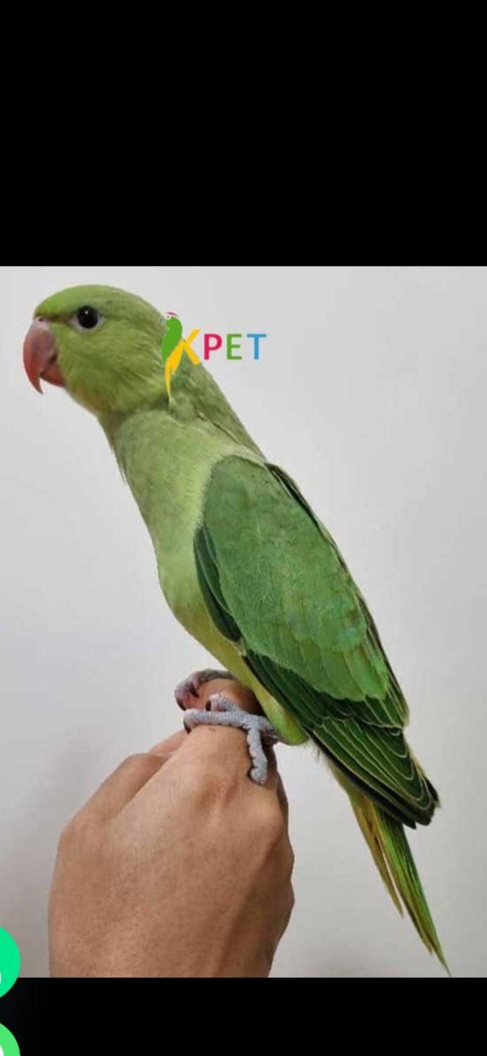 طوطی گمشده|پرنده|یزد, |دیوار