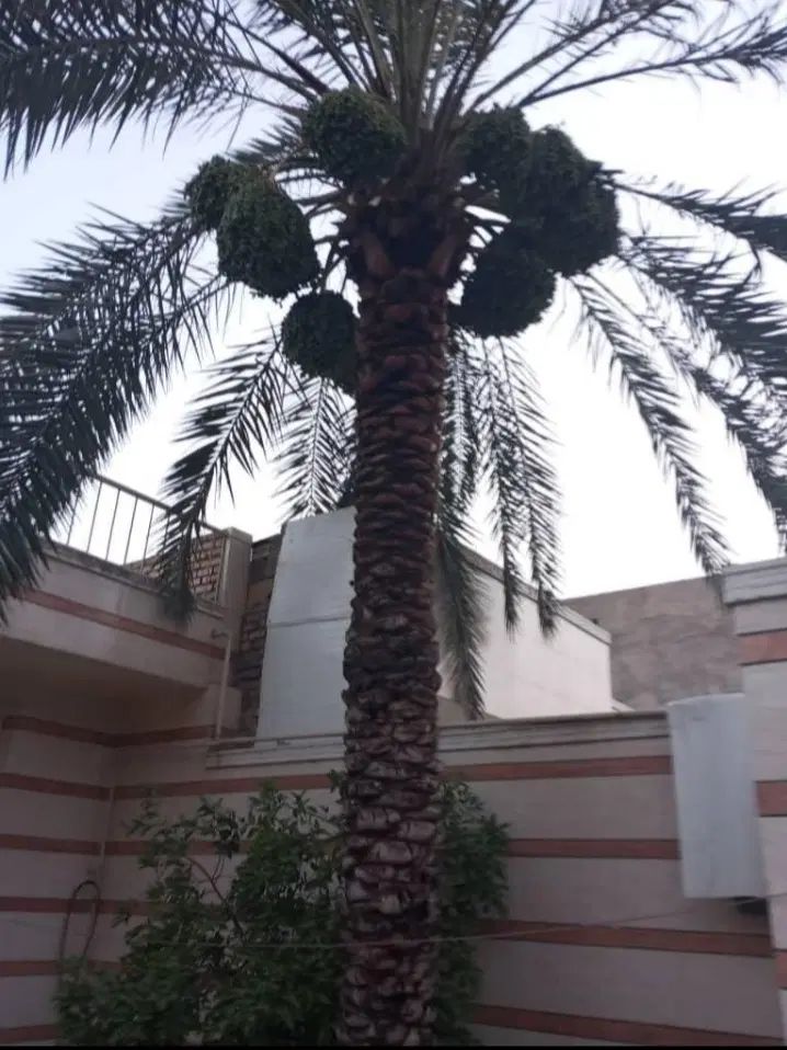 بریدن نخل قطع درخت هرس نخل سمپاشی نخل استاد نخل|خدمات باغبانی و درختکاری|اهواز, فاز ۲ پادادشهر|دیوار